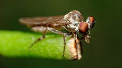 Holcocephala calva by Bradley Rentz. Used under a CC BY-SA 4.0 license.