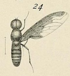 Female Brachyanax aterrimus Matsumura 1916 by Shonen Matsumura. Used under a Public domain license.