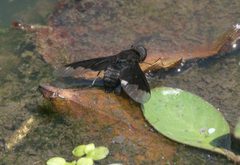 Anthrax georgicus P1250171a by 
xpda. Used under a CC BY-SA 4.0 license.