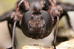 Xenox tigrinus 405099811 by Matthew Lindsey. Used under a CC BY 4.0 license.