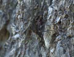 Xenox tigrinus P1140197a by 
xpda. Used under a CC BY-SA 4.0 license.
