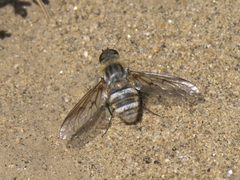 Exoprosopa agassizii P1490275a by {{{name}}}. Used under a CC BY-SA 4.0 license.
