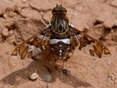 1500exoprosopacaliptera DSC6698 DxO by Pdeley. Used under a CC BY-SA 4.0 license.