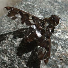 Exoprosopa caliptera1 by JerryFriedman. Used under a CC BY-SA 3.0 license.