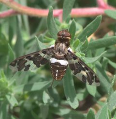 Exoprosopa caliptera P1290853b by 
xpda. Used under a CC BY-SA 4.0 license.