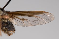 Wing of Exoprosopa clarki by Ken-ichi Ueda. Used under a CC0 license.