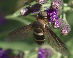 Exoprosopa fasciata P1270569a by 
xpda. Used under a CC BY-SA 4.0 license.