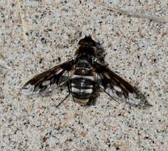 Exoprosopa fascipennis by S. Rae from Scotland, UK. Used under a CC BY 2.0 license.