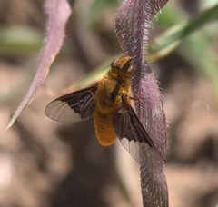 Chrysanthrax cypris P1280708a by 
xpda. Used under a CC BY-SA 4.0 license.