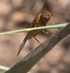 Chrysanthrax cypris P1280712b by
xpda. Used under a CC BY-SA 4.0 license.