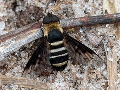 Chrysanthrax dispar by Richard Stovall. Used under a CC BY 4.0 license.