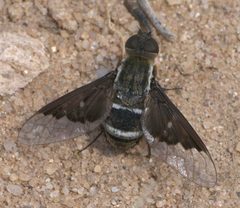 Hemipenthes lepidota P1090693b by 
xpda. Used under a CC BY-SA 4.0 license.
