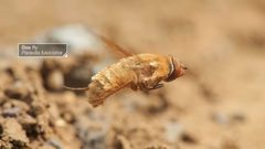 Paravilla Fulvicoma voando by https://www.youtube.com/@KQEDDeepLook. Used under a CC BY-SA 4.0 license.