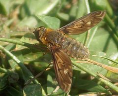 Poecilanthrax alcyon 5402176 by psweet. Used under a CC BY-SA 4.0 license.
