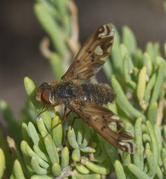 Poecilanthrax alcyon P1520078a by 
xpda. Used under a CC BY-SA 4.0 license.