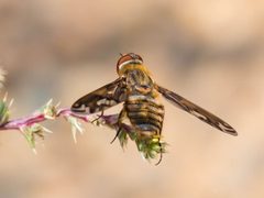 Poecilanthrax arethusa by cricketsblog. Used under a CC BY 2.0 license.