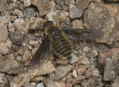 Poecilanthrax monticola P1220840a by
xpda. Used under a CC BY-SA 4.0 license.