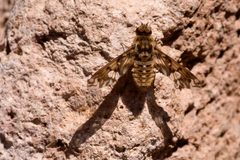 Poecilanthrax poecilogaster - Flickr - aspidoscelis by Patrick Alexander from Las Cruces, NM. Used under a CC0 license.