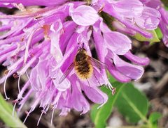 Poecilanthrax tegminipennis by Krazytea. Used under a CC BY-SA 4.0 license.