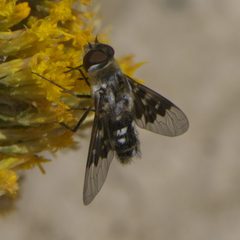 Thyridanthrax fenestratoides P1500967a by 
xpda. Used under a CC BY-SA 4.0 license.