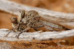 Efferia female feeding on a beefly DSC4283 DxO by Pdeley. Used under a CC BY-SA 4.0 license.