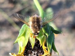 Anastoechus barbatus 1 by Doug Macaulay. Used under a CC BY 4.0 license.