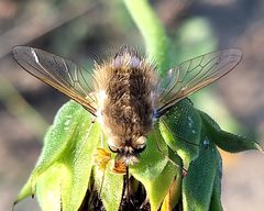 Anastoechus barbatus 1 cropped by Doug Macaulay. Used under a CC BY 4.0 license.