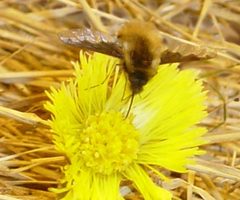 Bombylius-major by wikipedia. Used under a CC BY-SA 3.0 license.