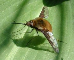 Bombylius major fg01 by Fritz Geller-Grimm. Used under a CC BY-SA 2.5 license.