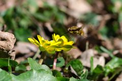 Bombylius major in flight by Vasyl Krasnoshtan. Used under a CC BY 4.0 license.