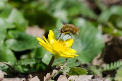 Bombylius major on a flower by Vasyl Krasnoshtan. Used under a CC BY 4.0 license.