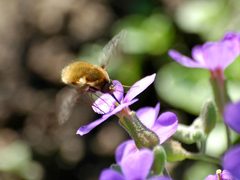 Bombylius major visiting flower by wikipedia. Used under a GPL license.