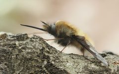 Grosser Wollschweber Bombylius major detail by Richard Bartz, Munich aka Makro Freak . Used under a CC BY-SA 2.5 license.