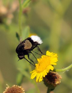 Bombylius varius by Dûrzan cîrano. Used under a CC BY-SA 3.0 license.