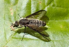 Aldrichia ehrmanii 191873550 by Paul Bedell. Used under a CC BY-SA 4.0 license.