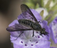 Aldrichia ehrmanii P1370680a by 
xpda. Used under a CC BY-SA 4.0 license.