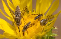 Geminaria canalis feeding by Ken-ichi Ueda. Used under a CC BY 4.0 license.