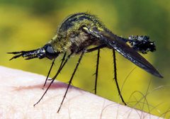 Lepidophora lepidocera by Bruce Marlin. Used under a CC BY-SA 3.0 license.