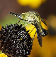 Lepidophora lutea - Bee Fly by Ilona Loser. Used under a CC BY-SA 3.0 license.