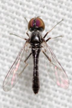 Metacosmus mancipennis by Justin Williams. Used under a CC BY 4.0 license.