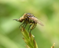 Toxophora amphitea by Beatriz Moisset. Used under a CC BY-SA 4.0 license.