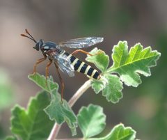 Opomydas townsendi - inat 390628868 by {{{name}}}. Used under a CC BY-SA 4.0 license.