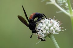 Mydas chrysostomus 150916789 by Lauren McLaurin. Used under a CC BY 4.0 license.