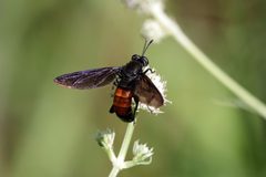 Mydas chrysostomus 152525950 by Kim. Used under a CC BY 4.0 license.