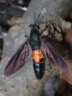 Mydas chrysostomus 4216428 by John P Friel. Used under a CC BY 4.0 license.