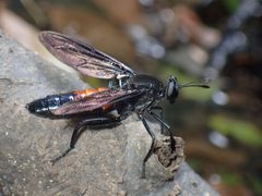 Mydas chrysostomus 4216435 by John P Friel. Used under a CC BY 4.0 license.