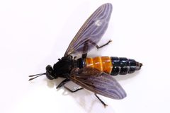 Mydas chrysostomus 42819331 by Brady Reed. Used under a CC BY 4.0 license.
