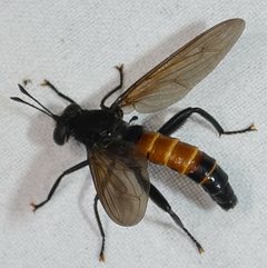 Mydas fulvifrons by iNaturalist user: kcthetc1. Used under a CC0 license.