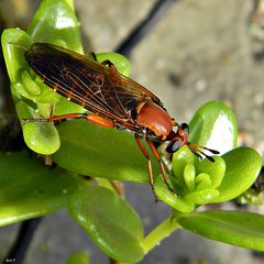 Mydas Fly - Mydas maculiventris by Bob Peterson from North Palm Beach, Florida, Planet Earth!. Used under a CC BY-SA 2.0 license.