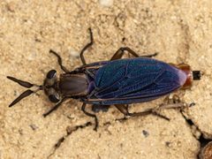 Phyllomydas phyllocerus by Sue Keefer. Used under a CC BY 4.0 license.